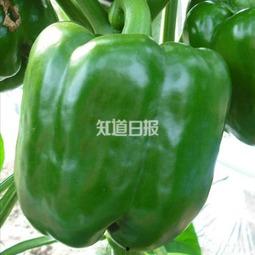 带你吃瓜奇葩蔬果,带你领略“带你吃瓜”的奇葩世界