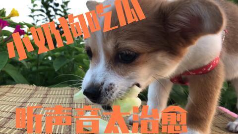 狗极限吃瓜,挑战极限萌态大揭秘