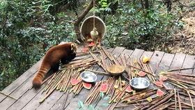吃瓜小熊猫