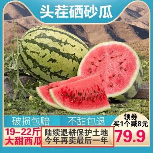 吃硒瓜图片